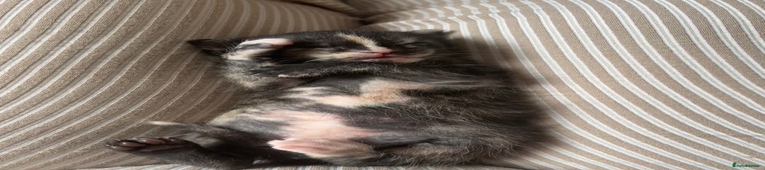 Maine Coon Kitten 4
