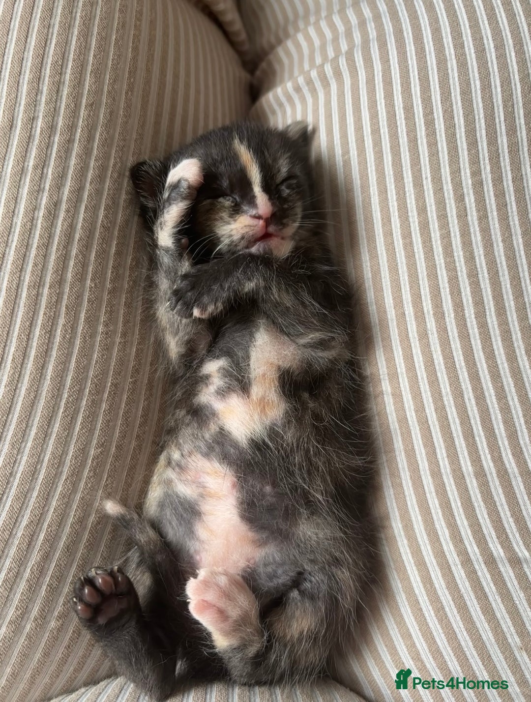 Maine Coon cats for sale: 5 bengal/maine coon kittens - Image 2