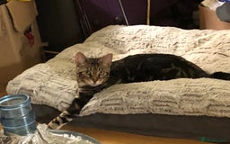 Bengal cats for sale: Bengal cross - Image 3