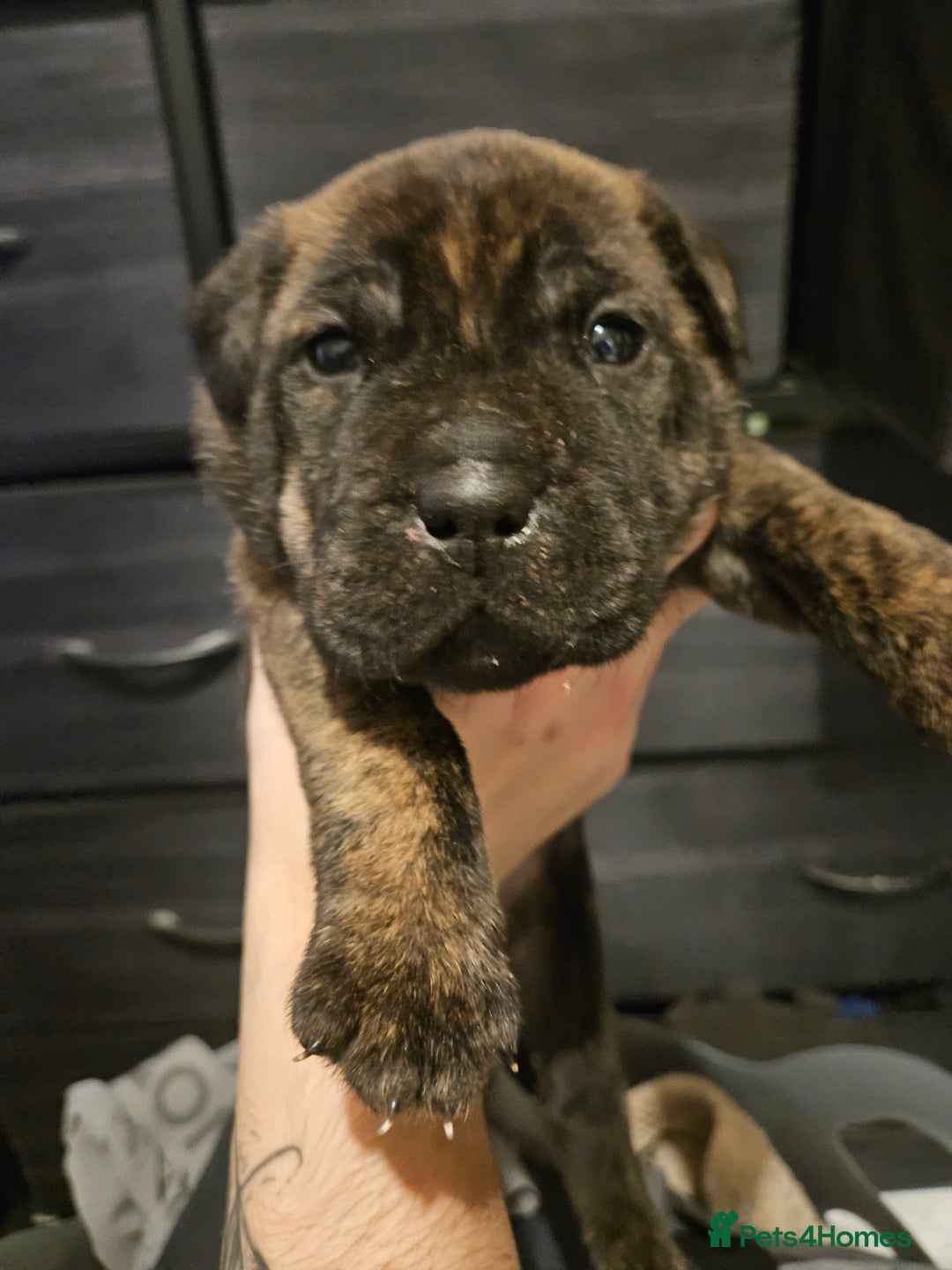 Mixed Breed dogs for sale: Cane corso x shar pei x staffy - Advert 5