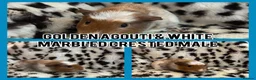 Guinea Pig rodents for sale: BABY GUINEA PIGS READY NOW  - Advert 10