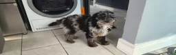 Cavapoo dogs for sale: Beautiful blue merle Cavapoo boy in Barry - Advert 3