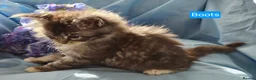Maine Coon cats for sale: Pure maincoons ready 17/10/26 in Market Drayton - Advert 28