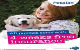 French Bulldog dogs for sale: Beautiful Frenchie babies-4 weeks free insurance - Image 18