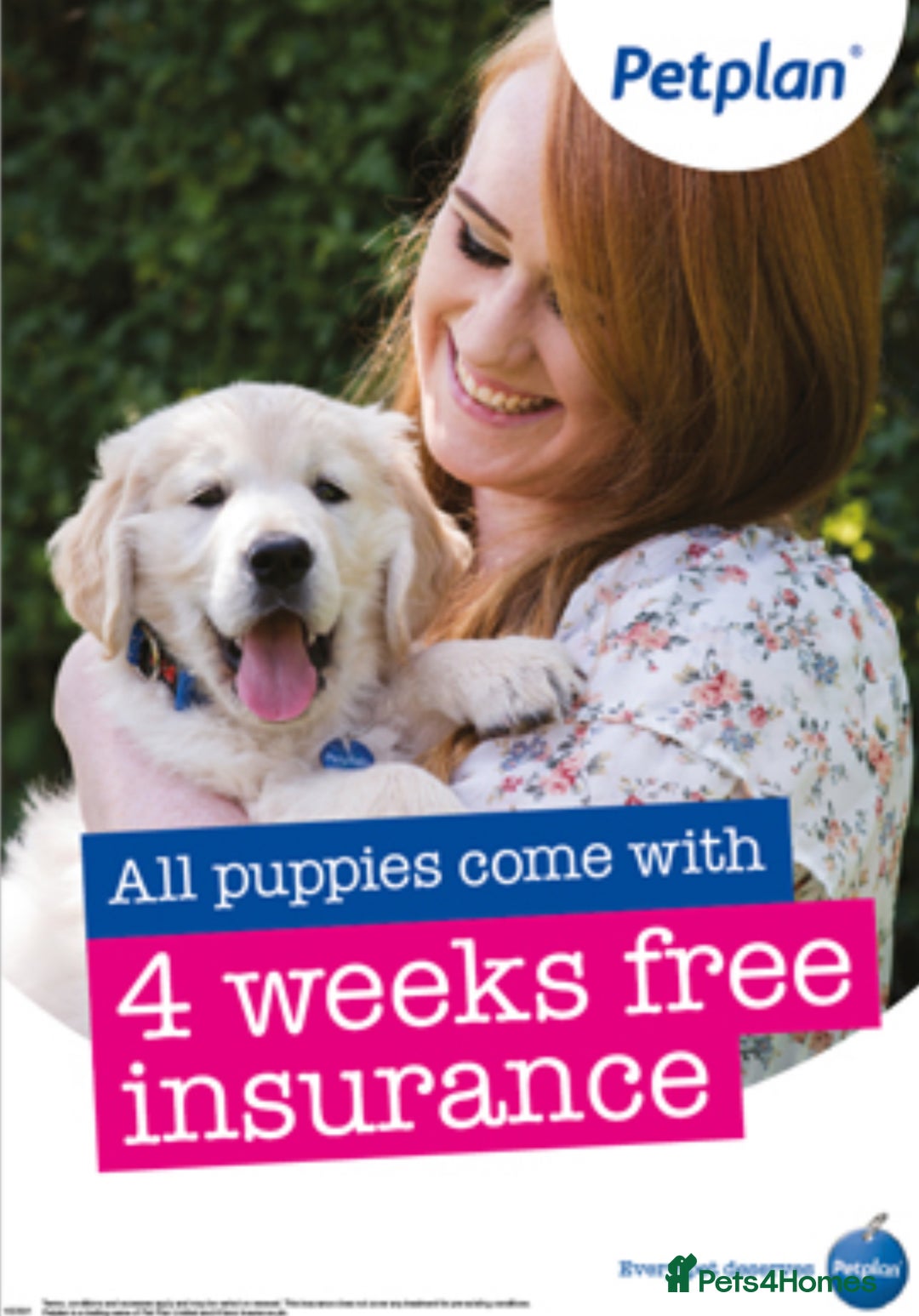 French Bulldog dogs for sale: Beautiful Frenchie babies-4 weeks free insurance - Image 18