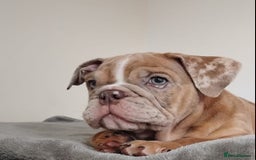 English Bulldog dogs for sale: Last English Bulldog Female - Image 1