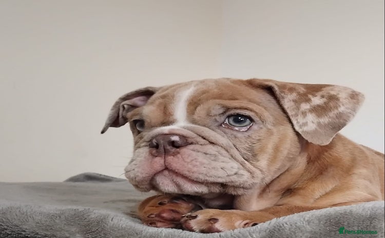 English Bulldog dogs - Advert 1