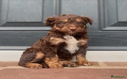 Bordoodle dogs for sale: OUTSTANDING *TRI COLOUR* MINIATURE BORDOODLES - Image 8