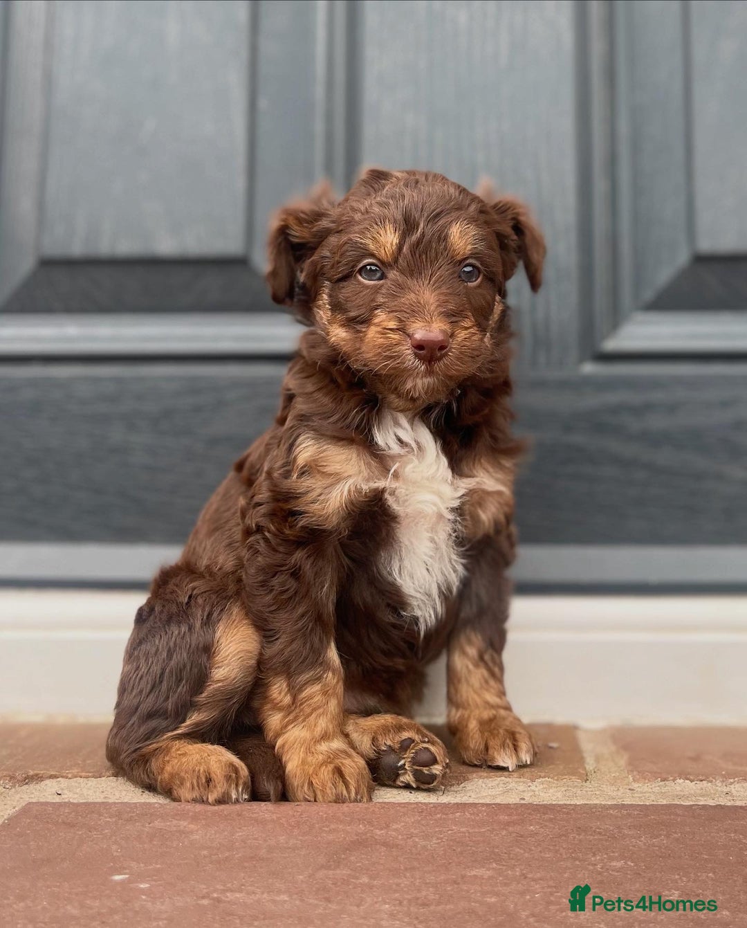 Bordoodle dogs for sale: OUTSTANDING *TRI COLOUR* MINIATURE BORDOODLES - Image 8