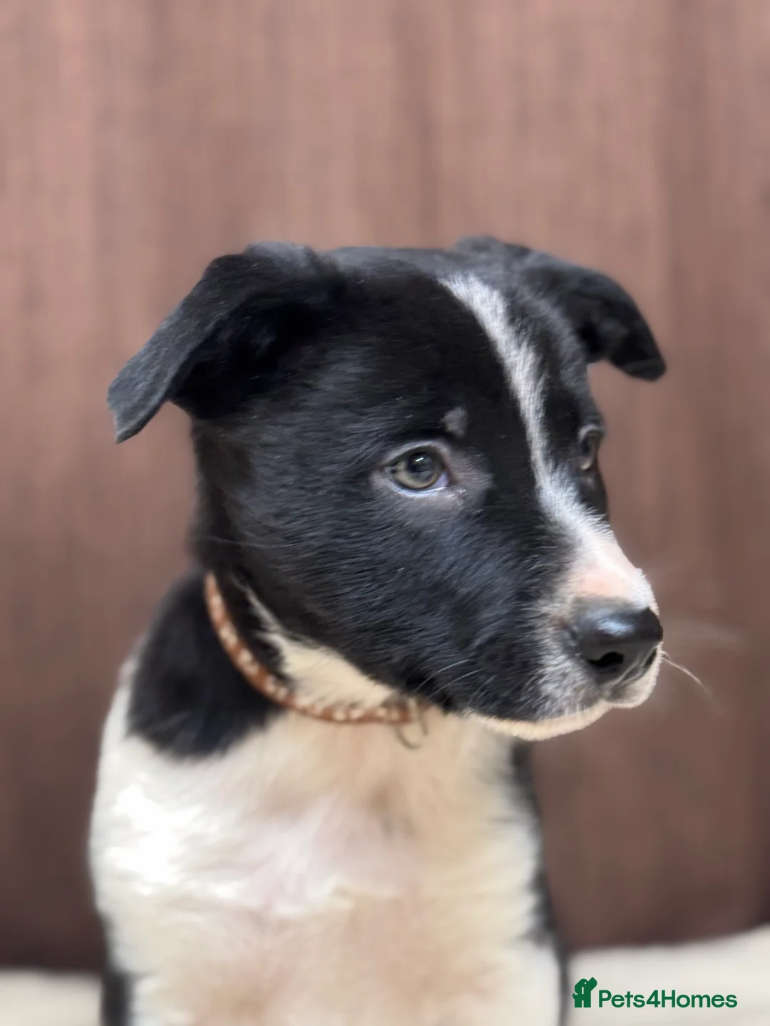 Border Collie dogs for sale: Border Collie Puppies (Sold) - Advert 12