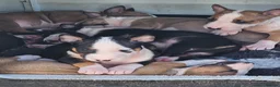 English Bull Terrier dogs for sale: English bullterrier pups for sale - Advert 8