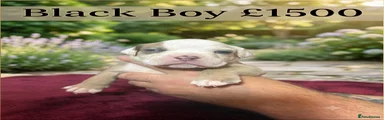 Olde English Bulldogge 5