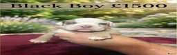 Olde English Bulldogge dogs for sale: 12 olde English bulldogs  - Advert 11