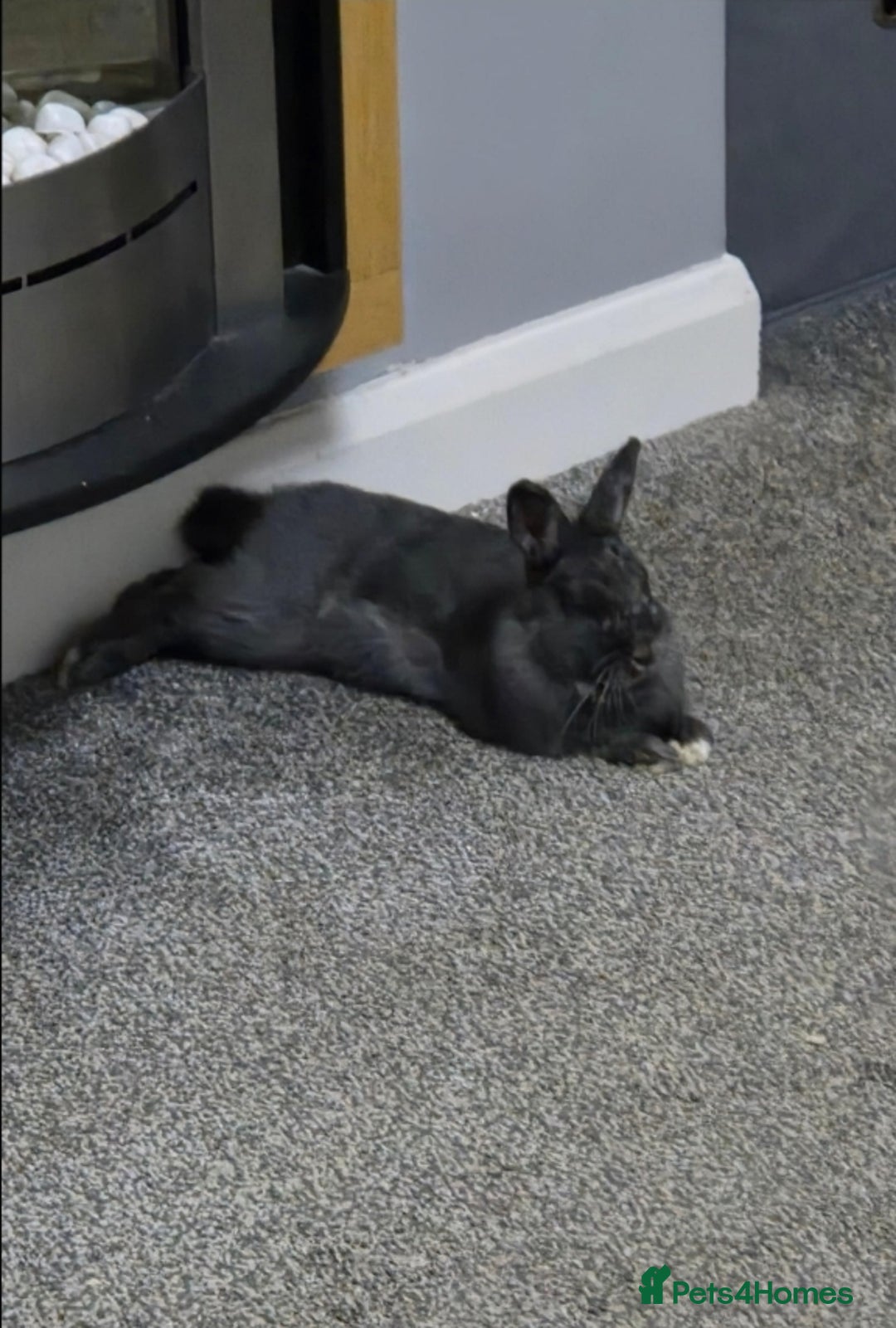 Netherland Dwarf rabbits for sale: Blue/grey Netherland Dwarf 9 month old Female - Advert 2
