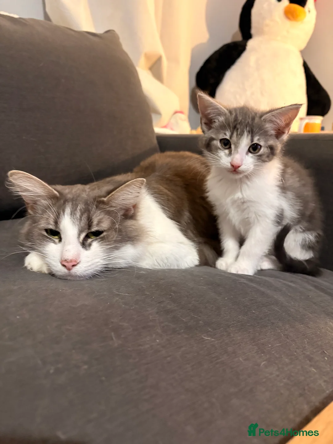 Mixed Breed cats for sale: Half bengal and Norwegian forest cat in Worcester Park - Advert 4