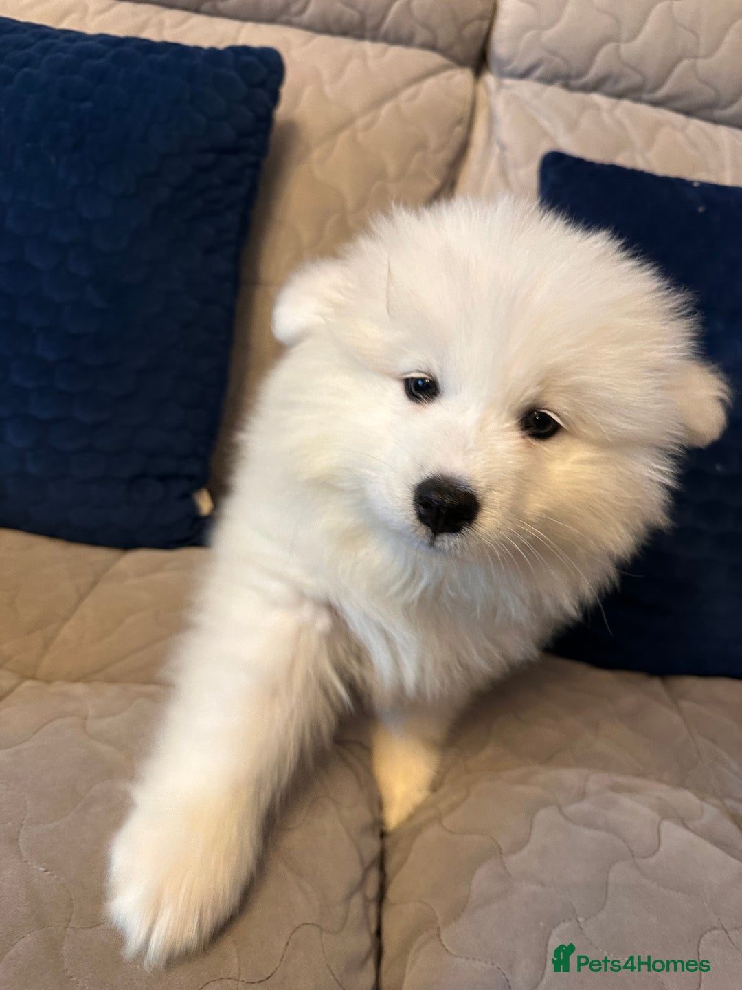 Samoyed dogs for sale: Samoyed Puppies — Ready for Their New Homes Now! - Advert 3