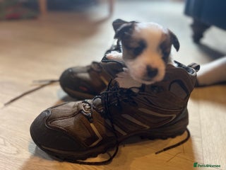 Jack Russell dogs KC registered rough coated Jack Russell pups - Advert 2