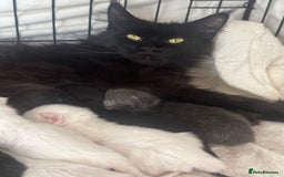 Maine Coon cats for sale: Mainecoon pure kittens  - Image 15