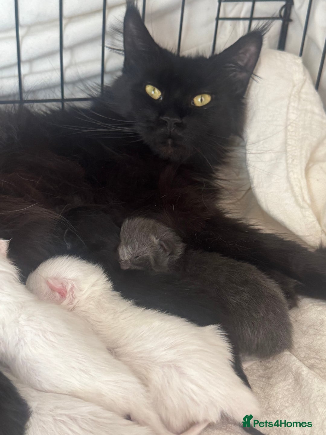 Maine Coon cats for sale: Mainecoon pure kittens  - Image 15
