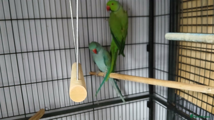 Ringnecks birds - Advert 3