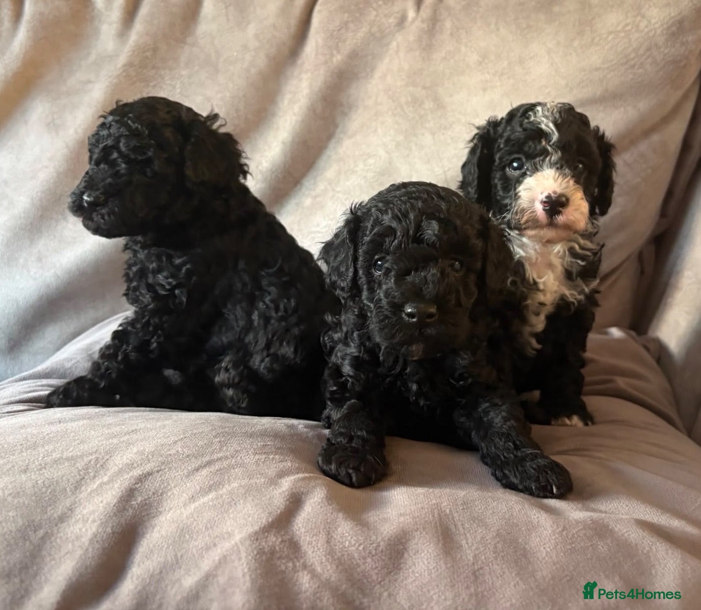 Cavapoo dogs Gorgeous black toy cavapoo puppies - Advert 1
