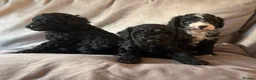 Cavapoo dogs for sale: Gorgeous black toy cavapoo puppies - Advert 1