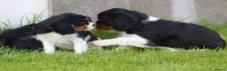Cavalier King Charles Spaniel dogs for sale: Beautiful Cavalier King Charles Spaniel puppies - Advert 20