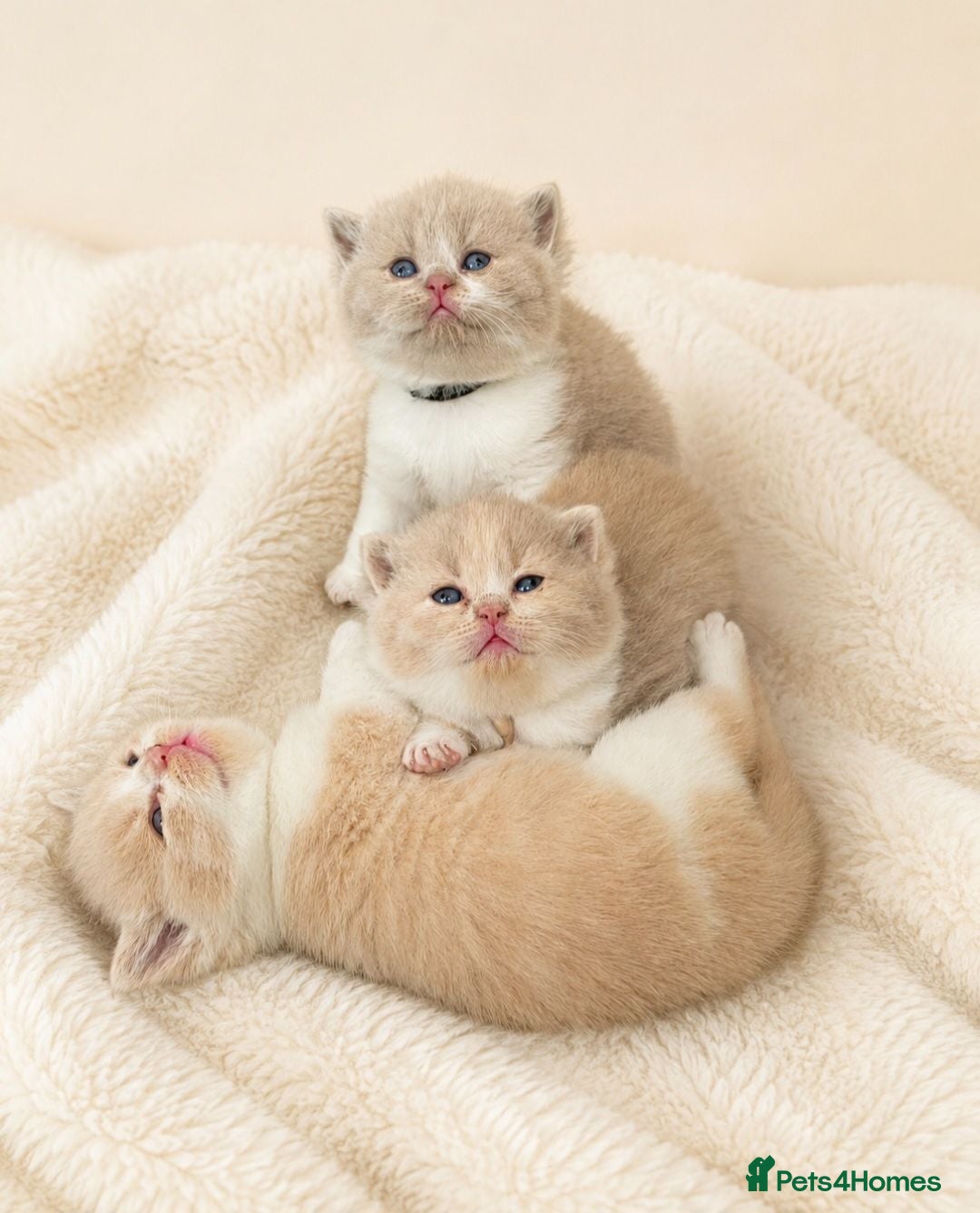 British Shorthair cats Exceptional Champion🏆 British longhair kitten - Advert 2
