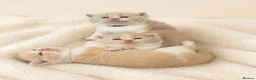 British Shorthair cats for sale: Exceptional Champion🏆 British longhair kitten - Advert 7