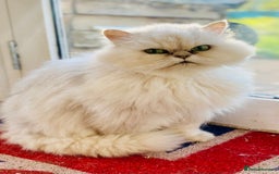 Persian cats for sale: Persian Chinchilla female - Image 5