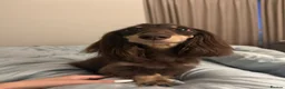 Miniature Dachshund dogs for stud: Miniature Dacshund Stud  - Advert 3