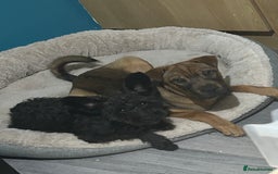 Mixed Breed dogs for sale: Rehoming male and female - Image 1