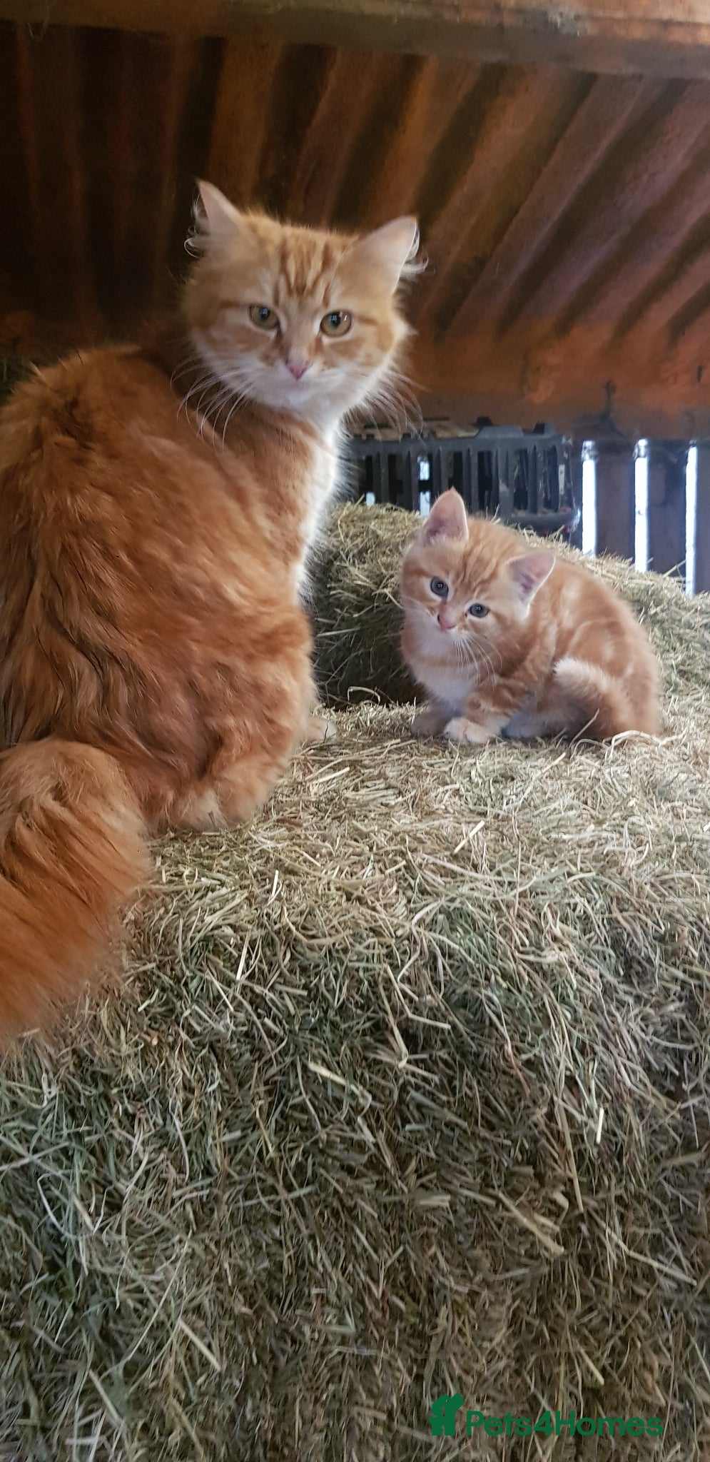 Mixed Breed cats 4 beautiful ginger kittens  - Advert 3