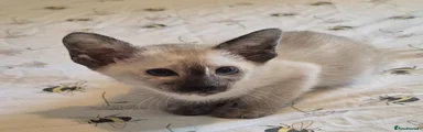 Tortie Siamese 1 Girl