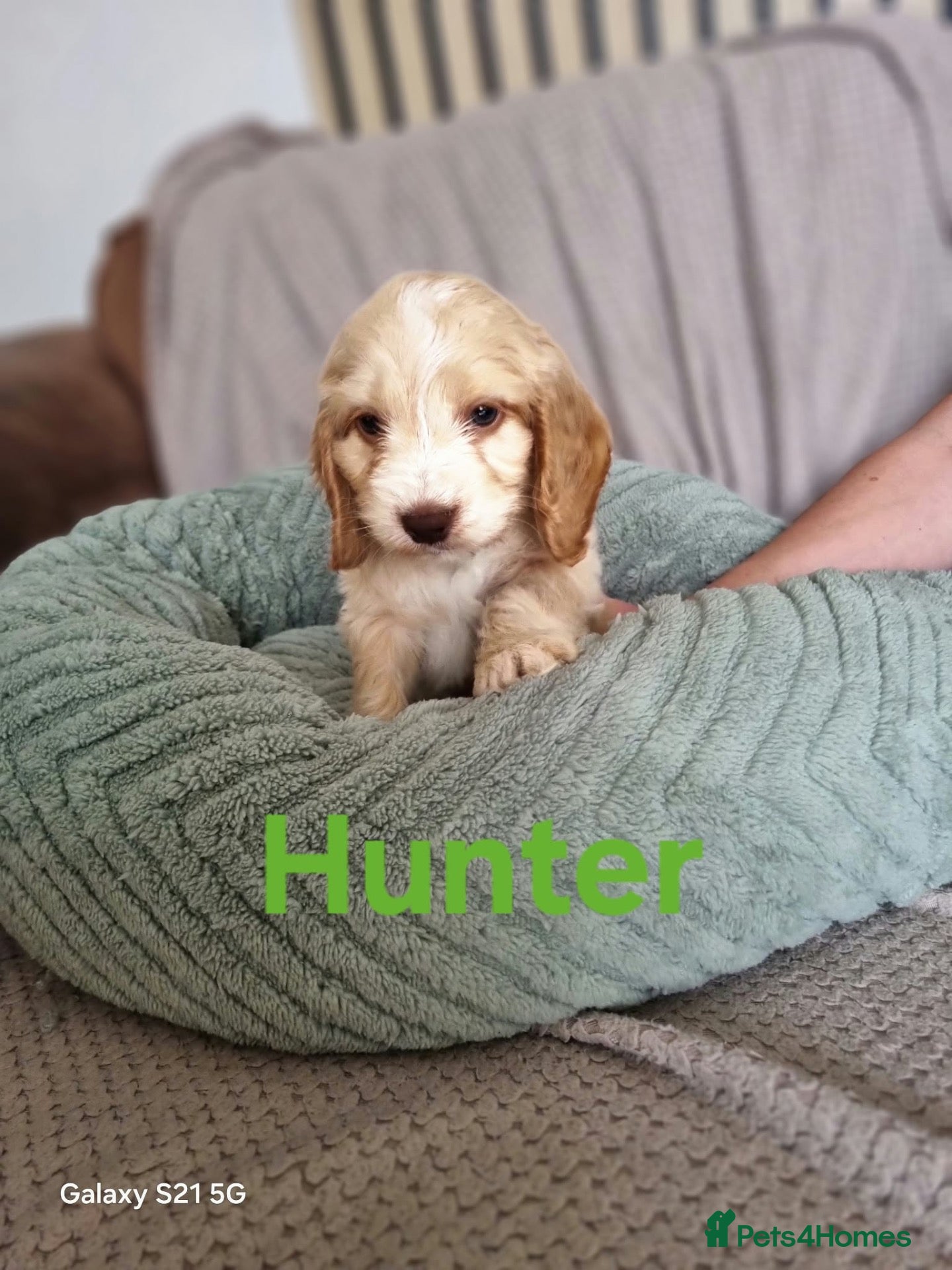 Cockapoo dogs !!!! Ready to leave!! Beautiful cockerpoo puppies  - Advert 2