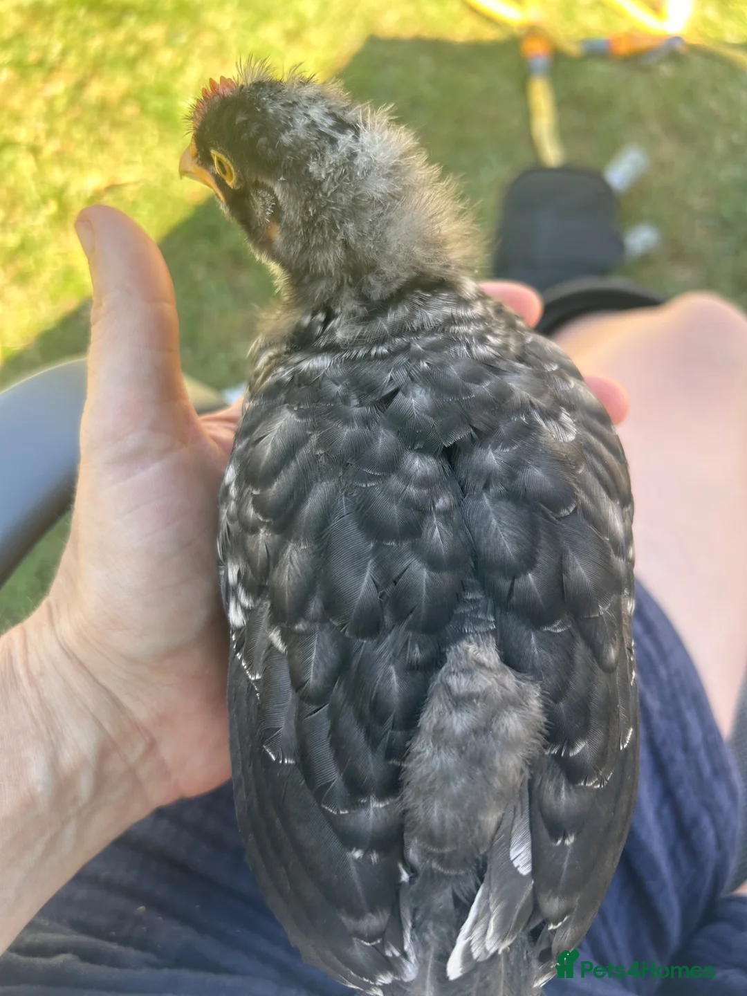 Chickens poultry for sale: Marsbar cockerel-carries olive egger gene in St Albans - Advert 2