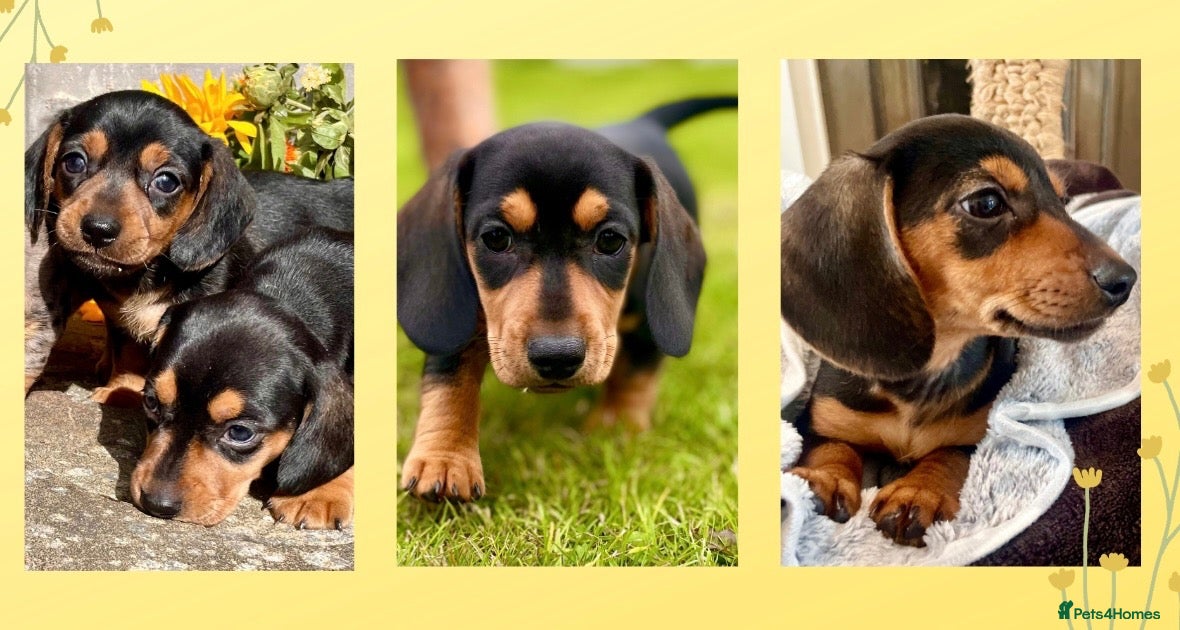 Miniature Dachshund dogs 💕 Ready Now and Reduced! Lovely Mini Doxies - Advert 10