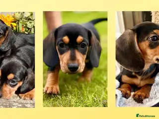 Miniature Dachshund dogs 💕 Ready Now and Reduced! Lovely Mini Doxies - Advert 1
