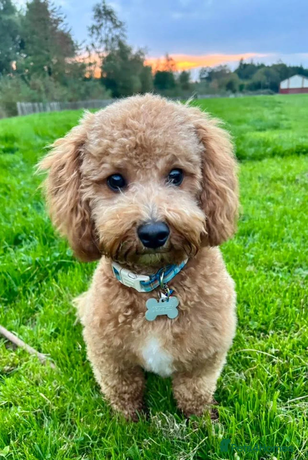 Cavapoo dogs for stud: Beautiful Bailey for stud  - Advert 2