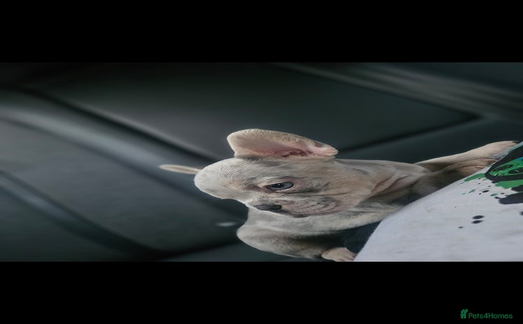 French Bulldog dogs - Advert 1