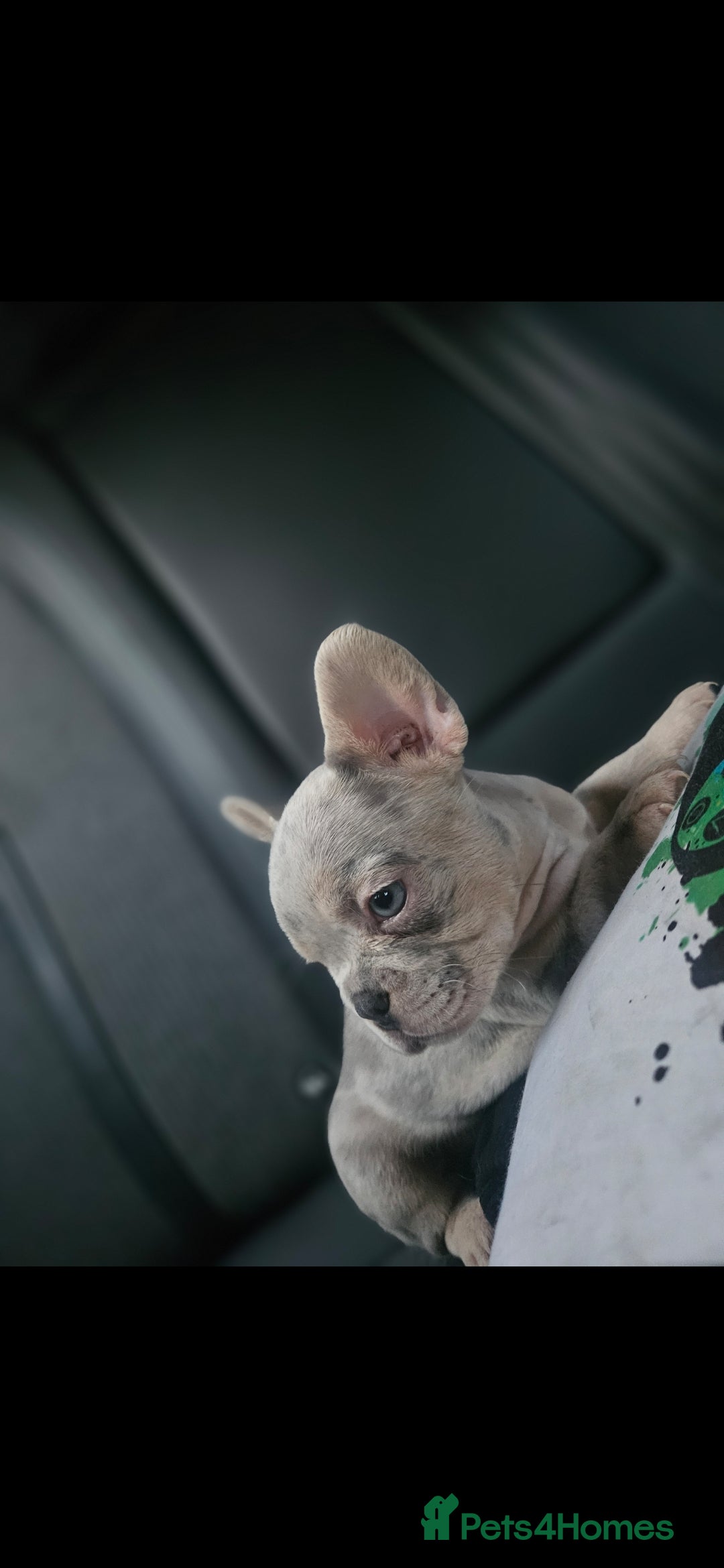 French Bulldog dogs for sale: Exotic Bi g R frenchie girl pups - FLUFFY CARRIERS - Image 4