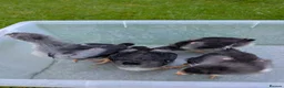 Chickens poultry for sale: 3 week old chicks  in Knaresborough - Advert 6