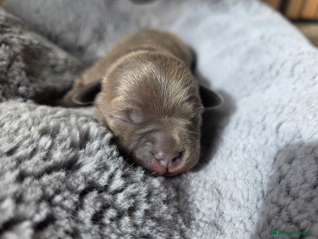 Staffordshire Bull Terrier dogs for sale: Stunning KC Staffs Very Unique colours - Image 22