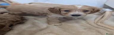 Cockapoo 2