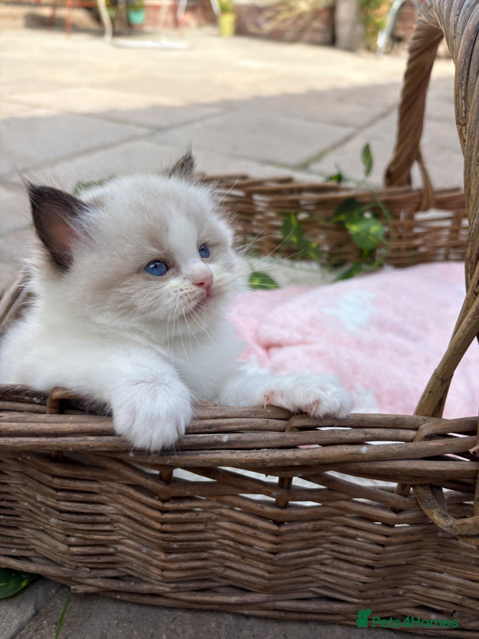 Ragdoll cats 🏆✨ Extensive Health Tested Ragdoll kittens ✨🏆 - Advert 1