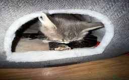 Mixed Breed cats for sale: 3 male 2 female kittens - Image 10
