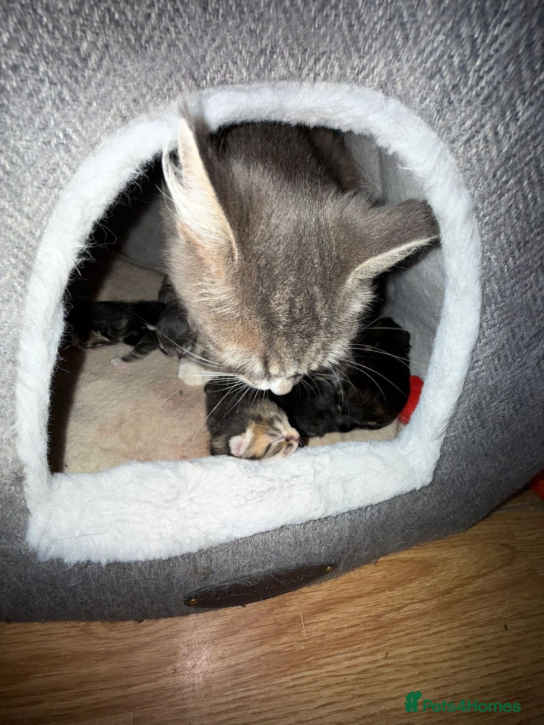 Mixed Breed cats for sale: 3 male 2 female kittens - Image 10