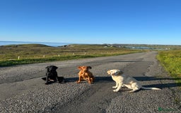 Labrador Retriever dogs for sale: Beautiful KC registered Labrador Pups - Image 9