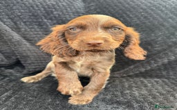 Cocker Spaniel dogs for sale: Beautiful Female Cocker Spaniel Puppies  - Image 5