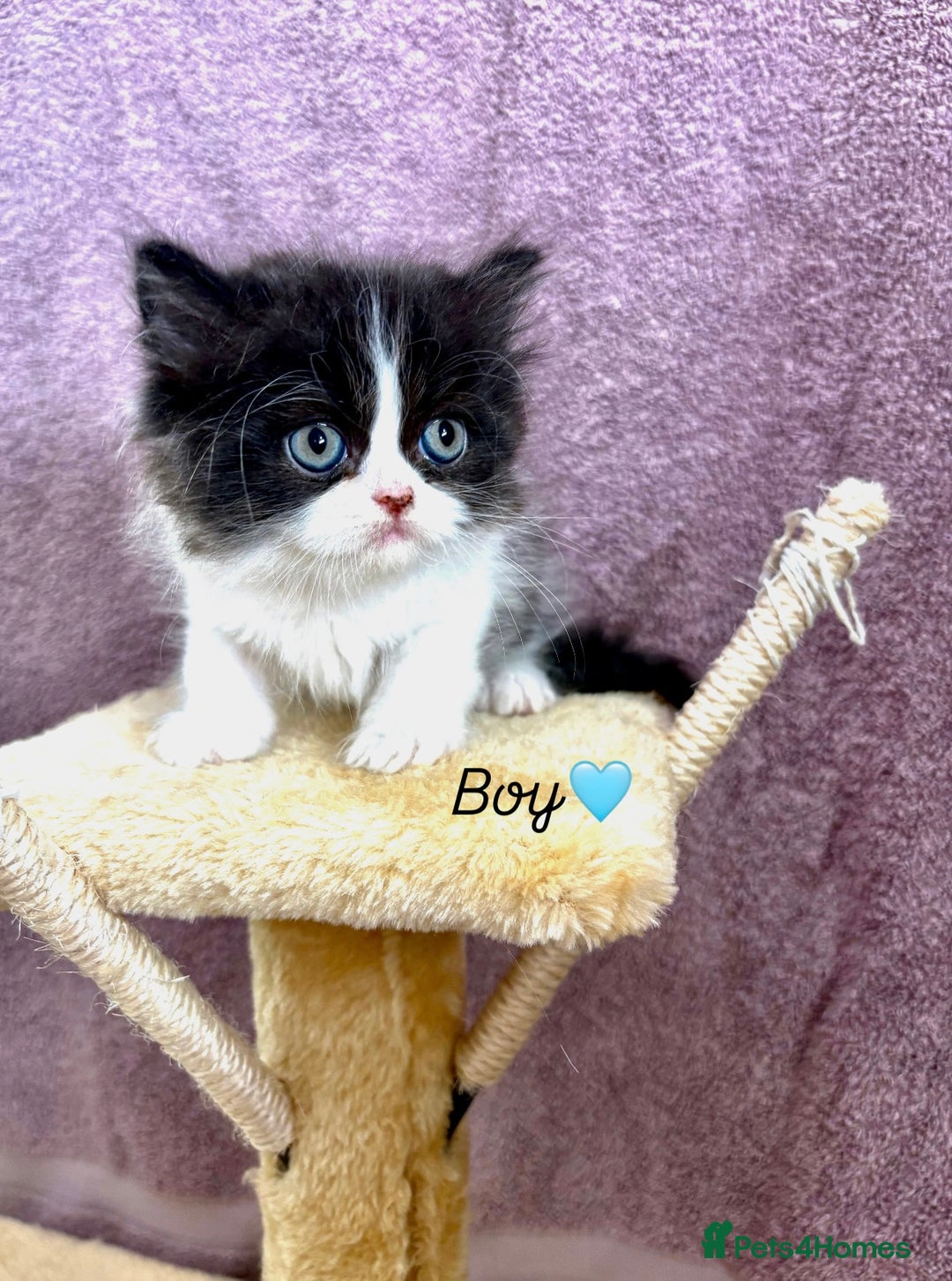 Persian cats for sale: Purebred Persian Kittens Rare White Coat&Blue Eyes - Image 4